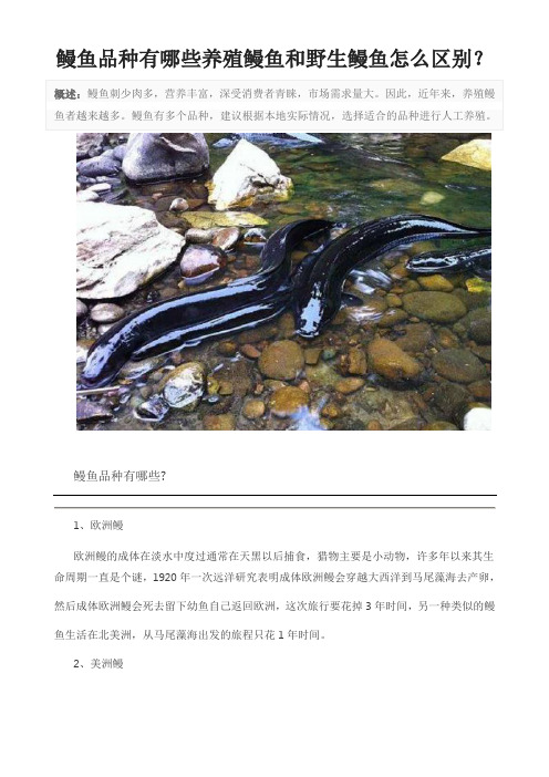 鳗鱼品种有哪些养殖鳗鱼和野生鳗鱼怎么区别