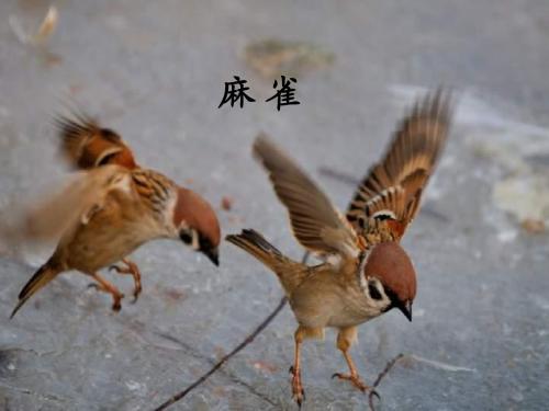 21、《被赶出家门的小麻雀》(北京版二年级语文下册)