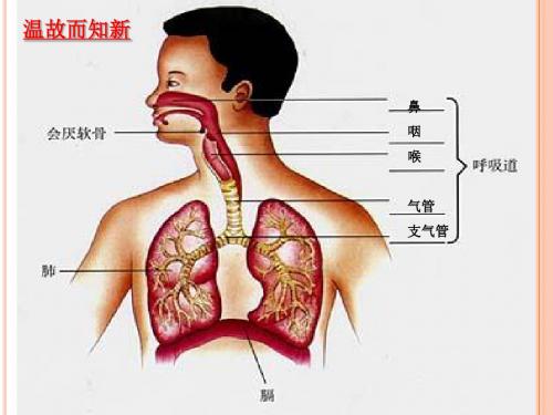 肺泡与血液的气体交换