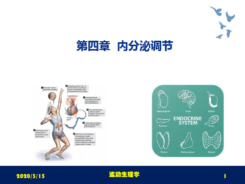 运动生理学课件第四章内分泌调节