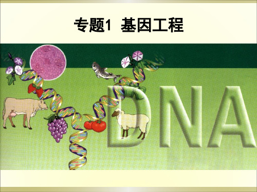 1.1DNA重组技术的基本工具(选修3)