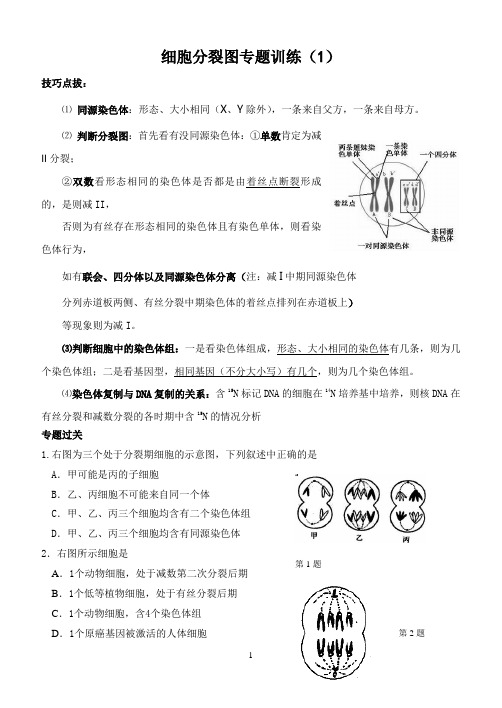 16细胞分裂图专题训练1