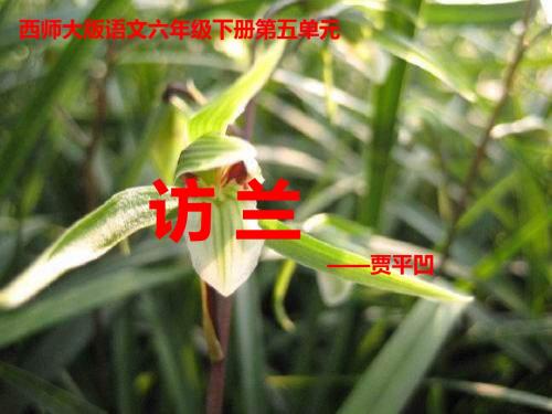 六年级语文访兰课件