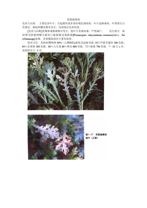 茼蒿病害防治图说