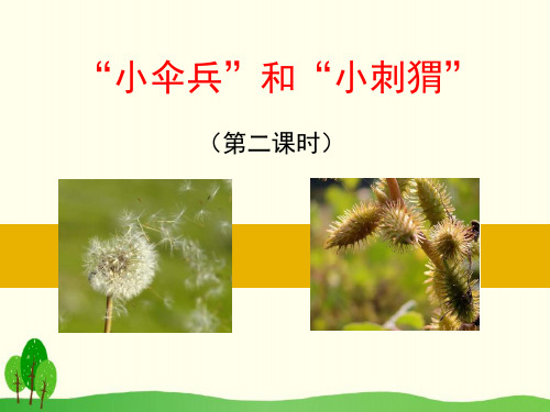 “小伞兵”和“小刺猬”- ppt完整版