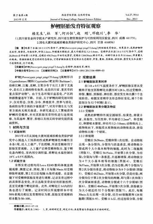 鲈鲤胚胎发育特征观察