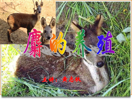 麝的养殖技术