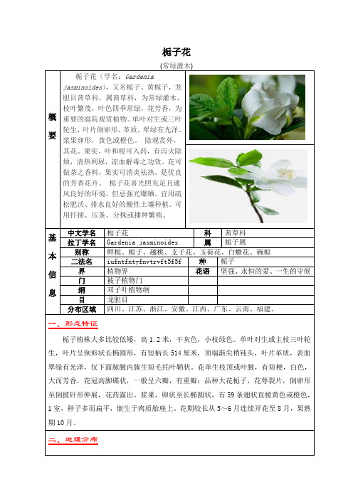 常绿灌木--栀子花知识介绍