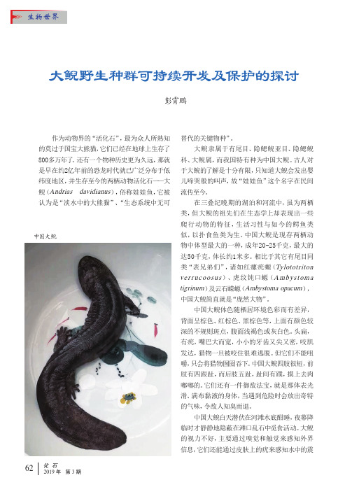 大鲵野生种群可持续开发及保护的探讨