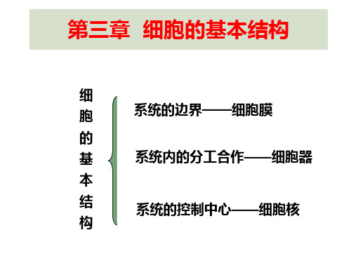 高中生物必修1第三章细胞的基本结构复习总结课件PPT(共28张PPT)