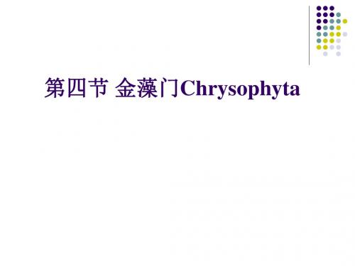 水生化学金藻门 黄藻门-PPT课件