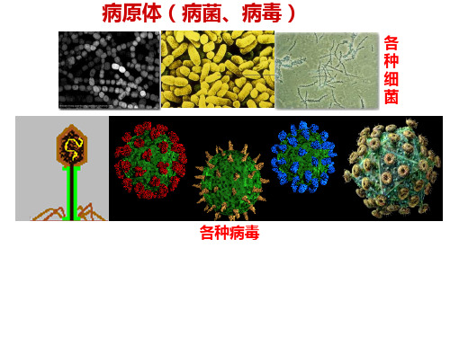 免疫调节课件