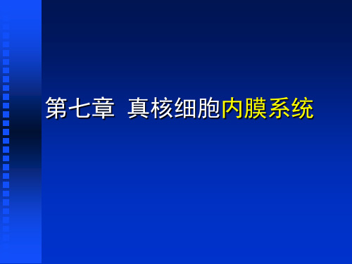 第7章 内膜系统