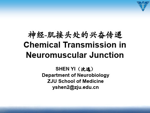 神经-肌接头处的兴奋传递.pdf