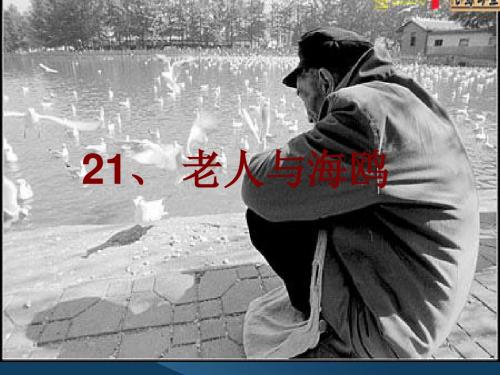 《老人与海鸥》ppt课件