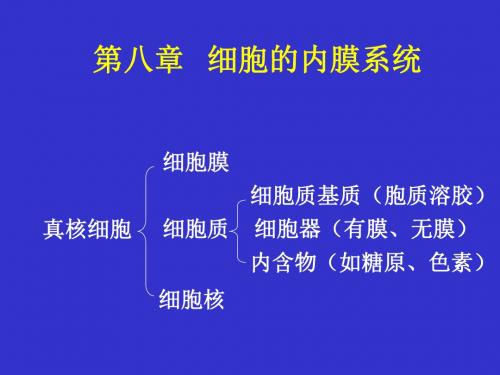 内质网高尔基复合体