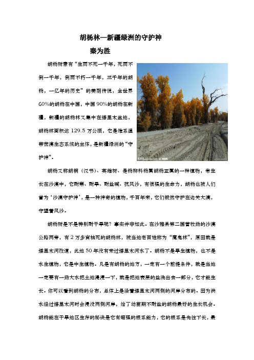 胡杨林—新疆绿洲的守护神