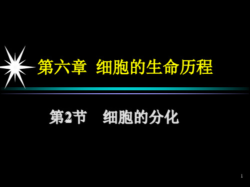 细胞的分化PPT课件