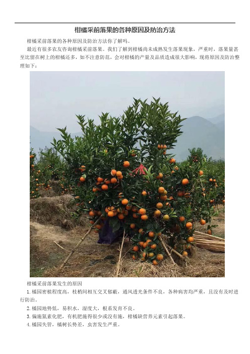 柑橘采前落果的各种原因及防治方法