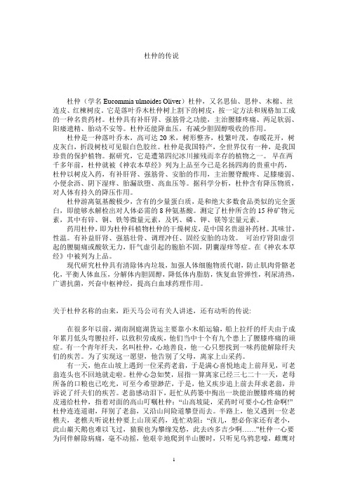 杜仲的传说
