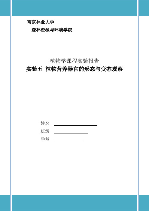 实验五 植物营养器官的形态观察