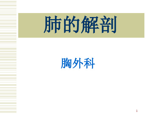 肺的解剖及分段学习课件