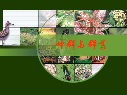 届高三一轮复习种群和群落PPT课件