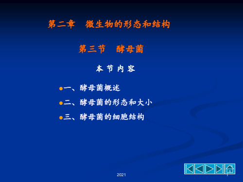酵母菌的形态结构PPT课件