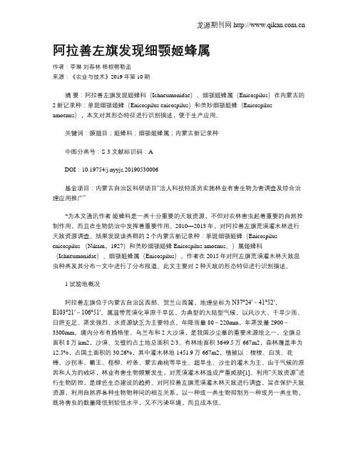 阿拉善左旗发现细颚姬蜂属