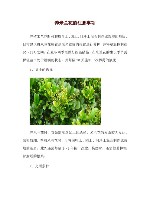 养米兰花的注意事项