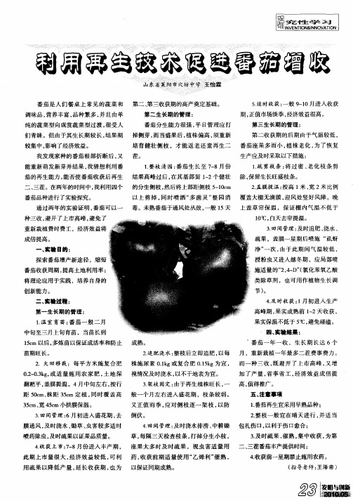 利用再生技术促进番茄增收