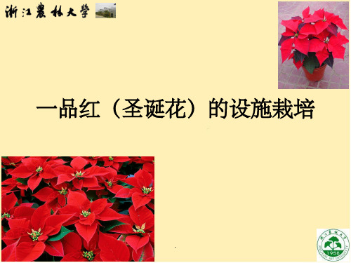 观赏植物设施栽培1制作——一品红ppt课件