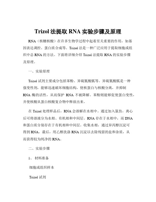 Trizol法提取RNA实验步骤及原理