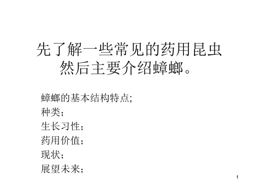 蟑螂的介绍