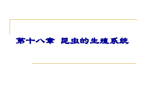 昆虫生殖系统