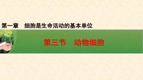 人教版七年级生物上册第二单元教学课件：2.1.3动物细胞 (共23张PPT)