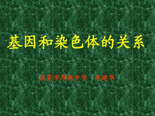人教版教学课件基因和染色体的关系一 减数分裂课件