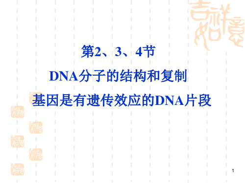 DNA的分子结构和复制PPT课件