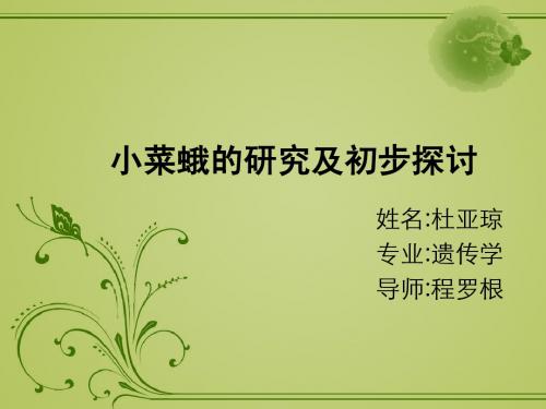 小菜蛾的研究及初步探讨