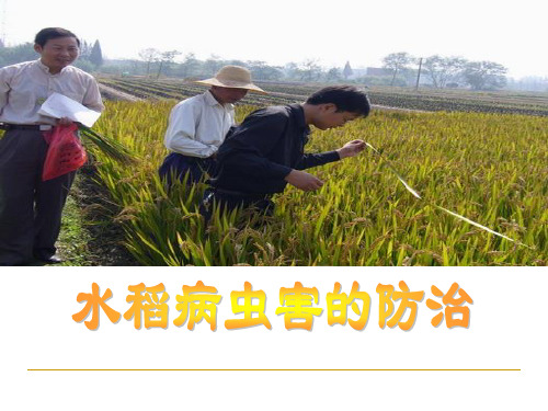 水稻病虫害防治课件