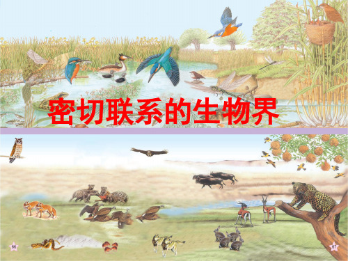 密切联系的生物界PPT课件