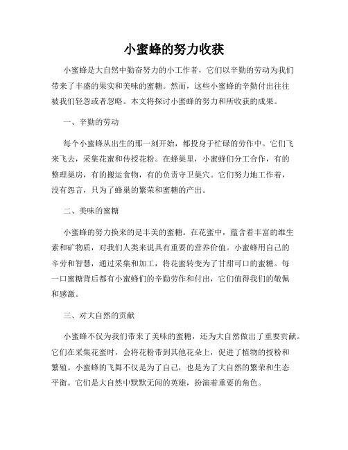 小蜜蜂的努力收获