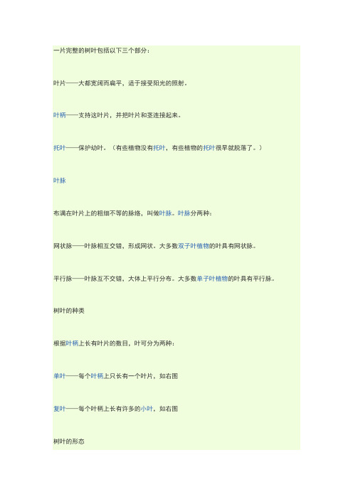 一片完整的树叶包括以下三个部分