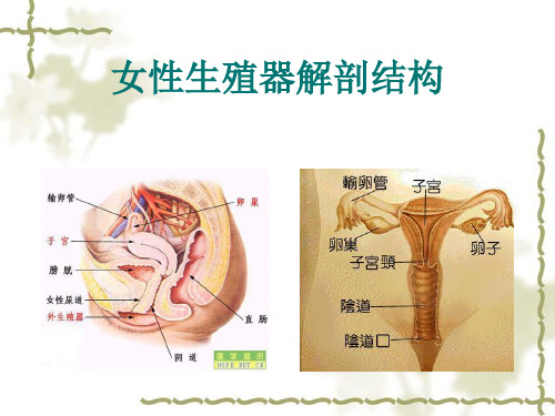 护理和查房-宫腔镜——副本_【PPT课件】