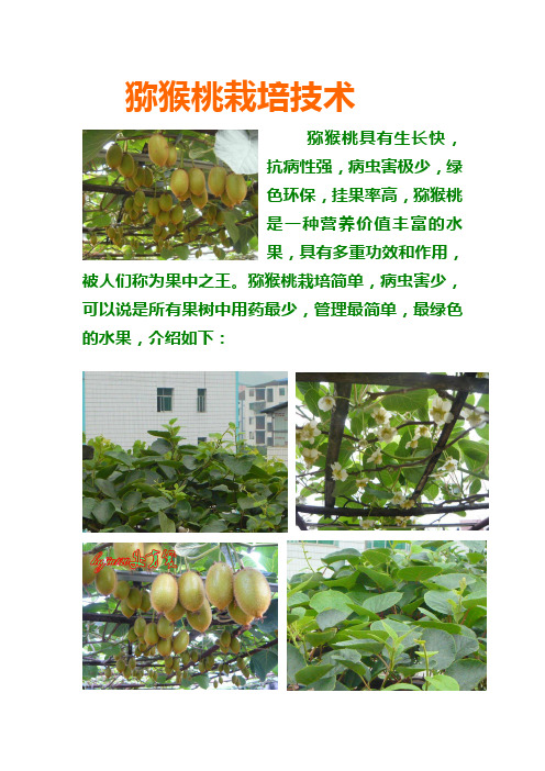 猕猴桃栽培技术