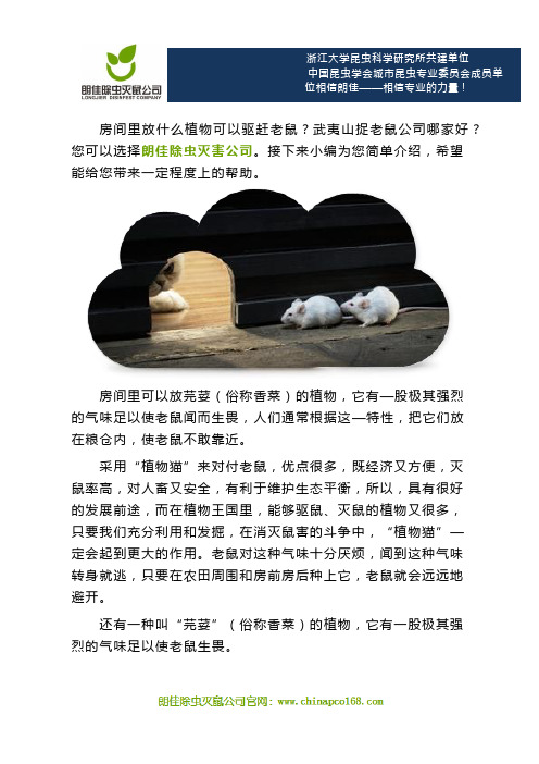 武夷山捉老鼠公司