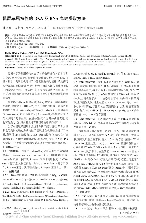鼠尾草属植物的DNA及RNA高效提取方法