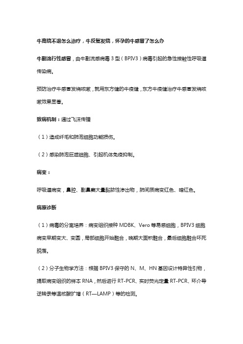 牛高烧不退怎么治疗,牛反复发烧,怀孕的牛感冒了怎么办