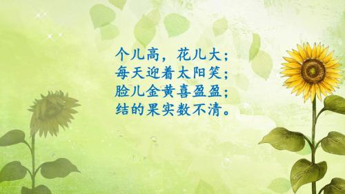 15_.日葵