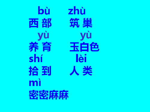 鸟岛上课课件.ppt